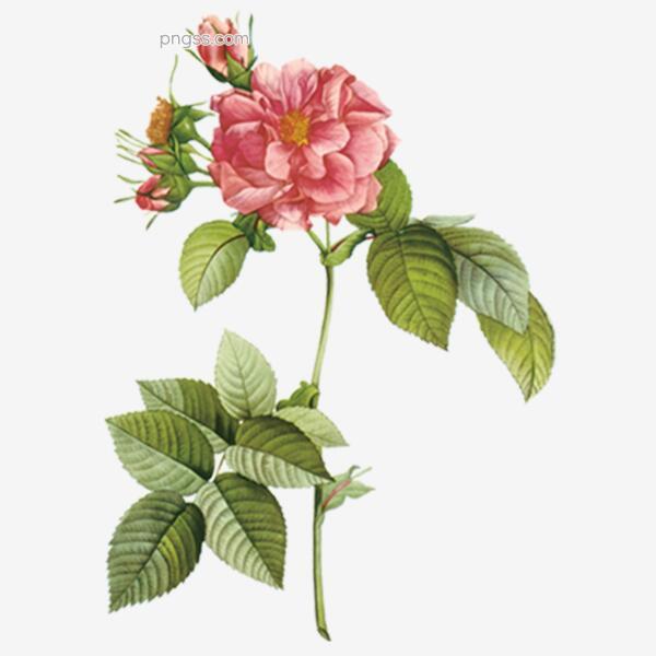 手绘的蔷薇花素材png搜索网 精选免抠素材 透明png图片分享下载 Pngss Com