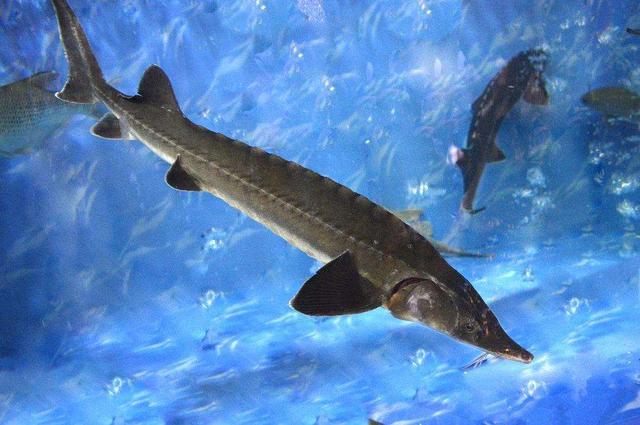 鳇鱼》专有引用:"其肝主治恶疮疥癣",又在"鲟鱼"条下引述云:"其肉补虑