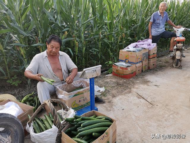 农村大爷种“懒汉”蔬菜，每亩收入一万五：用瓶子矫正弯度