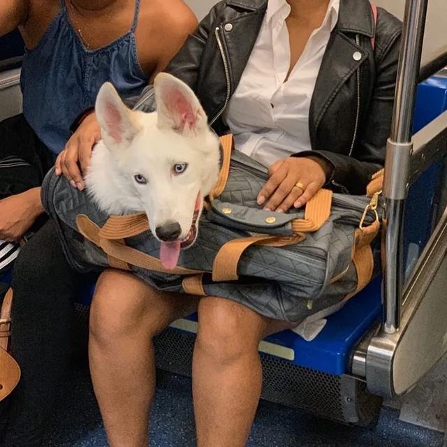 纽约地铁：禁止带狗，除非包里塞得下！于是，奇妙的风景线出现了