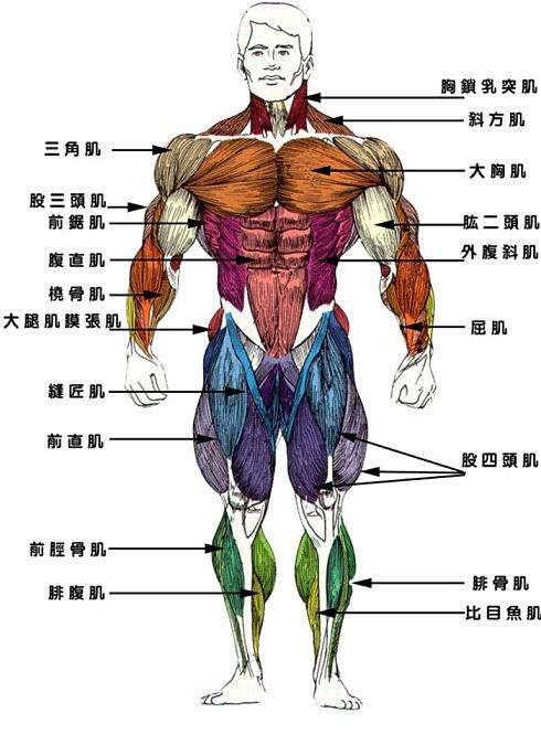 如何高效燃燒脂肪？學會波比跳，讓你不再胖下去