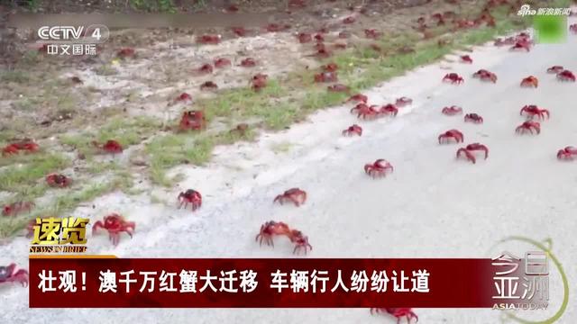 澳大利亚圣诞岛遭红蟹迁徙堵路 市民被堵到崩溃