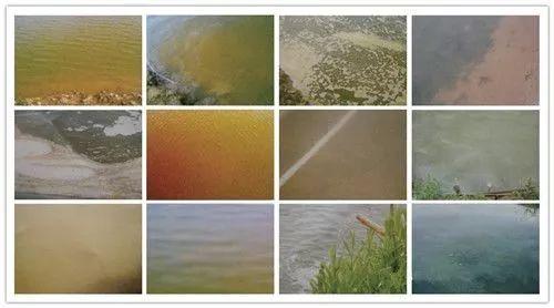 隐藻和甲藻的水华几乎都是褐,褐绿或褐青,而蓝藻,绿藻和裸藻的水华就