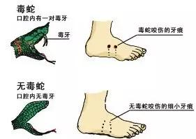 重庆|小心！这里有蛇！