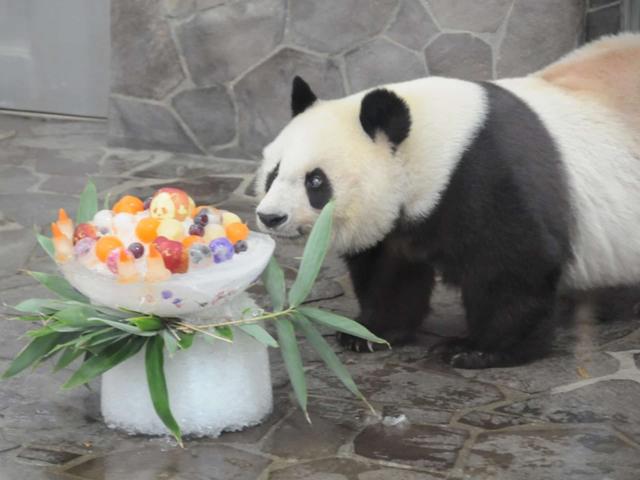 旅日20年熊猫即将回国，日本民众不舍：中国再给两只行不？
