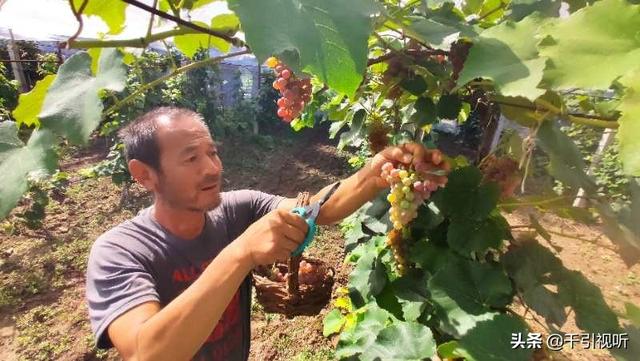 |北京延庆好去处：春日农场任大叔家的葡萄熟了