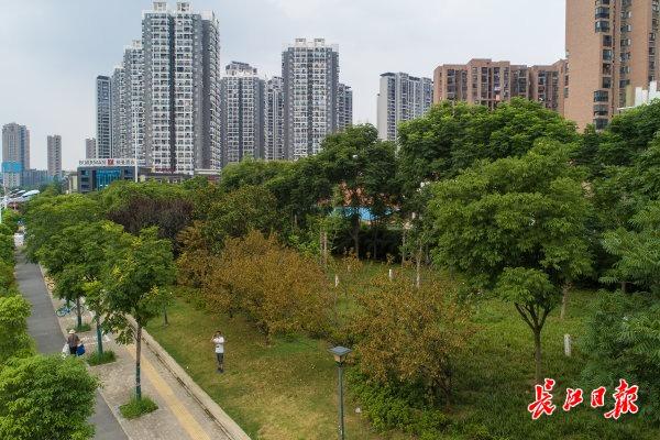 要见缝插绿，不要见缝插楼，武汉今年将新建100个口袋公园