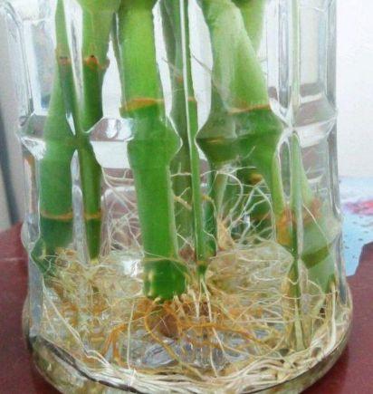水培植物容易长“青苔”，4个方法巧避免，水体干净，露出大白根