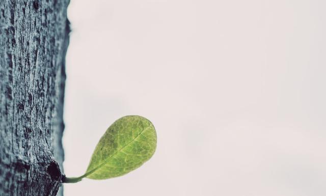 厚臉皮，是一個人最了不起的才華（深度）