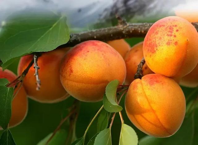 这一次农夫山泉对杏下手了，跨界农业到底有多香？