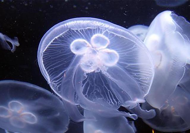 淡水里的水母儿时适应能力极强长大后却因水质差而融化在水中