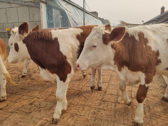 养牛人的疏忽造成了很大损失，六十多头牛损失