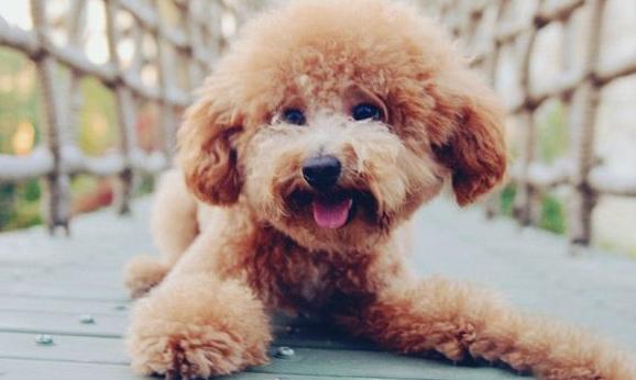 养了“泰迪犬”几年，花了上万元医药费后，我明白了这7个道理