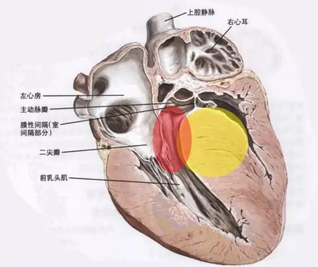 【心脏科普6】跑步真的别太拼了,当心跑步猝死!