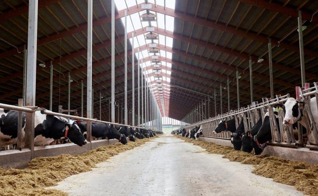 农村放开小规模散养，在村里也能养牛，环保真