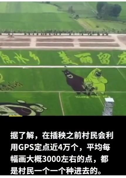 袁隆平|农民种出袁隆平钟南山稻田画 平均每幅画约3000个点用5种颜色的水稻组成