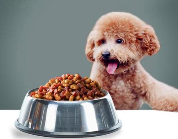 养了“泰迪犬”几年，花了上万元医药费后，我明白了这7个道理