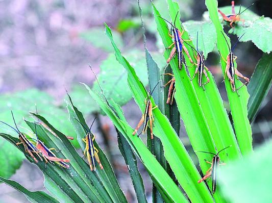 新的危机已经来了！比新冠疫情还要严重，上千万人面临生存考验