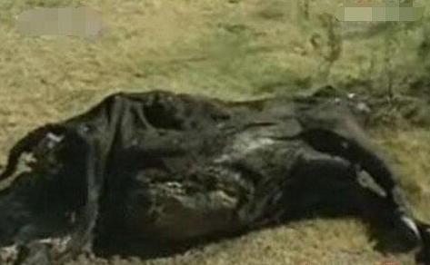 外星人屠牛事件，案件发生时有不明飞行物出现的报告