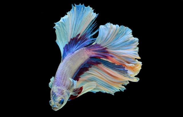 物种百科:泰国斗鱼