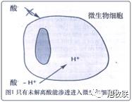 與抗生素一樣，有機酸也有抗菌作用