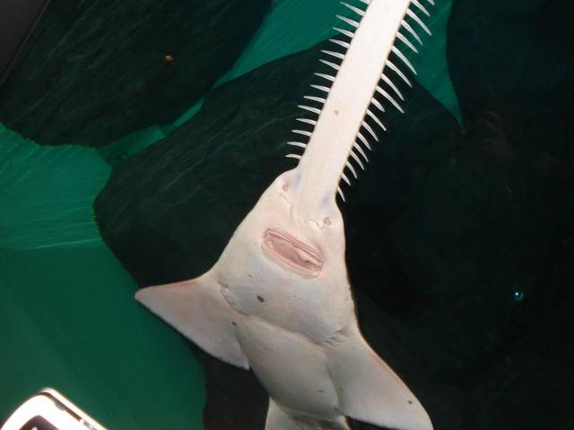 世界上最怪异的鱼类—绿锯鳐，头顶一把利刃，堪称海里的电锯狂魔