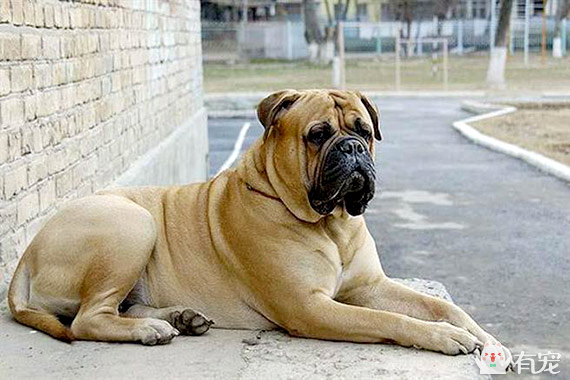 有宠福布斯：盘点十大体味重的狗狗，隔着屏幕都闻到！