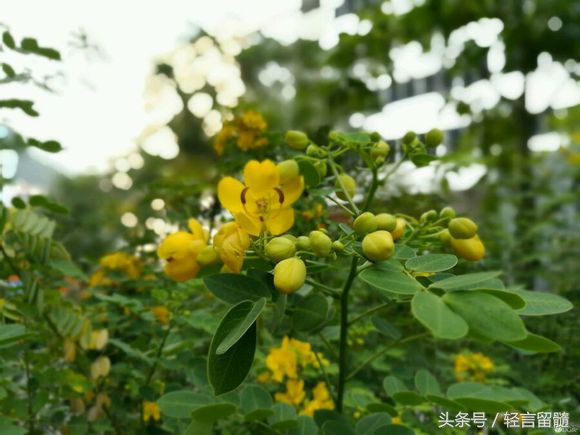 千元手机野兽：华为公司荣耀畅玩6X拆箱测评