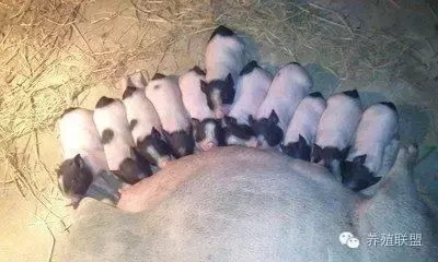 在农村养殖小香猪利润如何？养香猪真实效益分析！