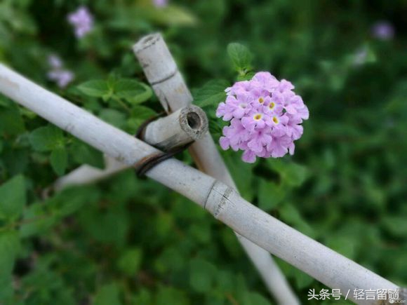 千元手机野兽：华为公司荣耀畅玩6X拆箱测评