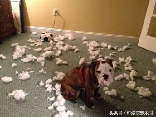 那些讓你一見就哇哦的可愛寵物們！