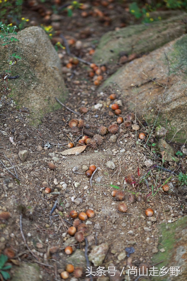 但橡子果真不好吃,味道很苦,这是因为橡果中含有大量单宁的缘故,煮熟