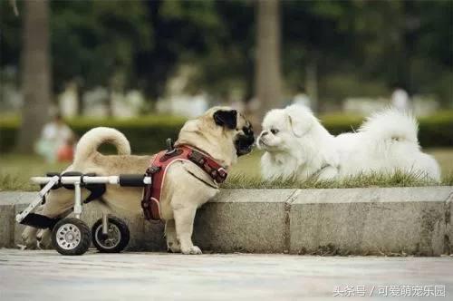 那些讓你一見就哇哦的可愛寵物們！