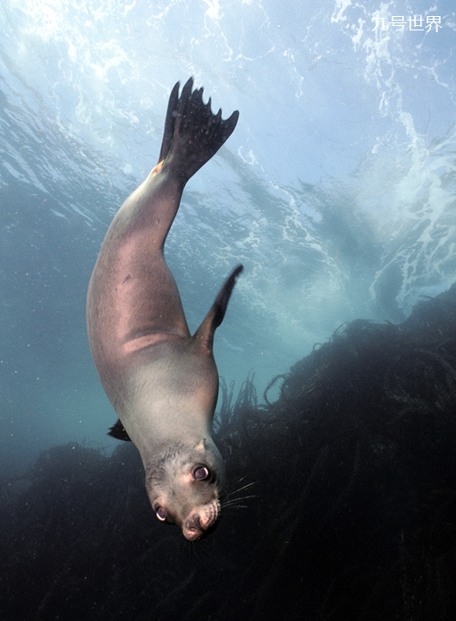 全球十大游泳最快的动物,居然还有海龟,第一无可争议?