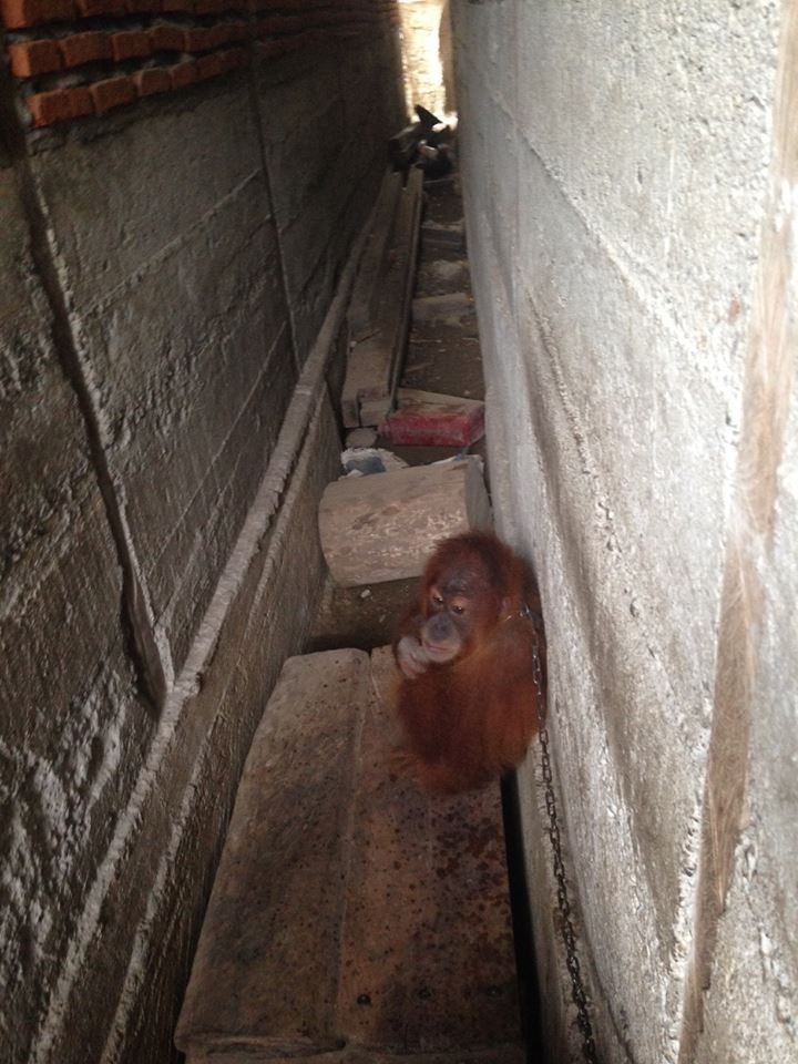 小猩猩被锁在两栋楼之间大半年之久，获救后它变得胆小沉默