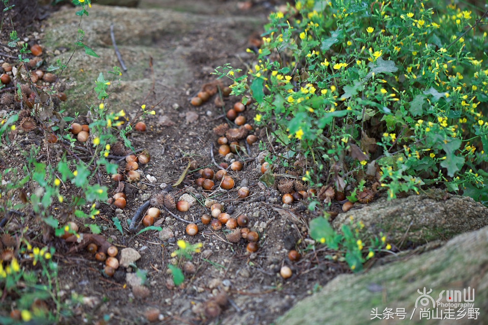 山谷里掉落满地的橡子果,到底能吃还是不能吃?