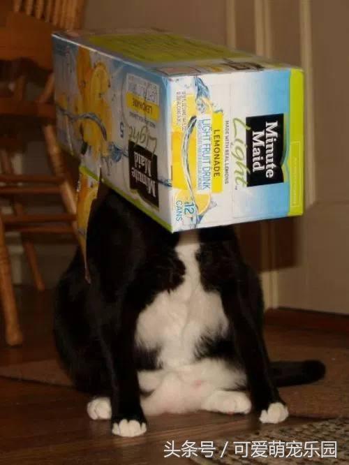 那些讓你一見就哇哦的可愛寵物們！