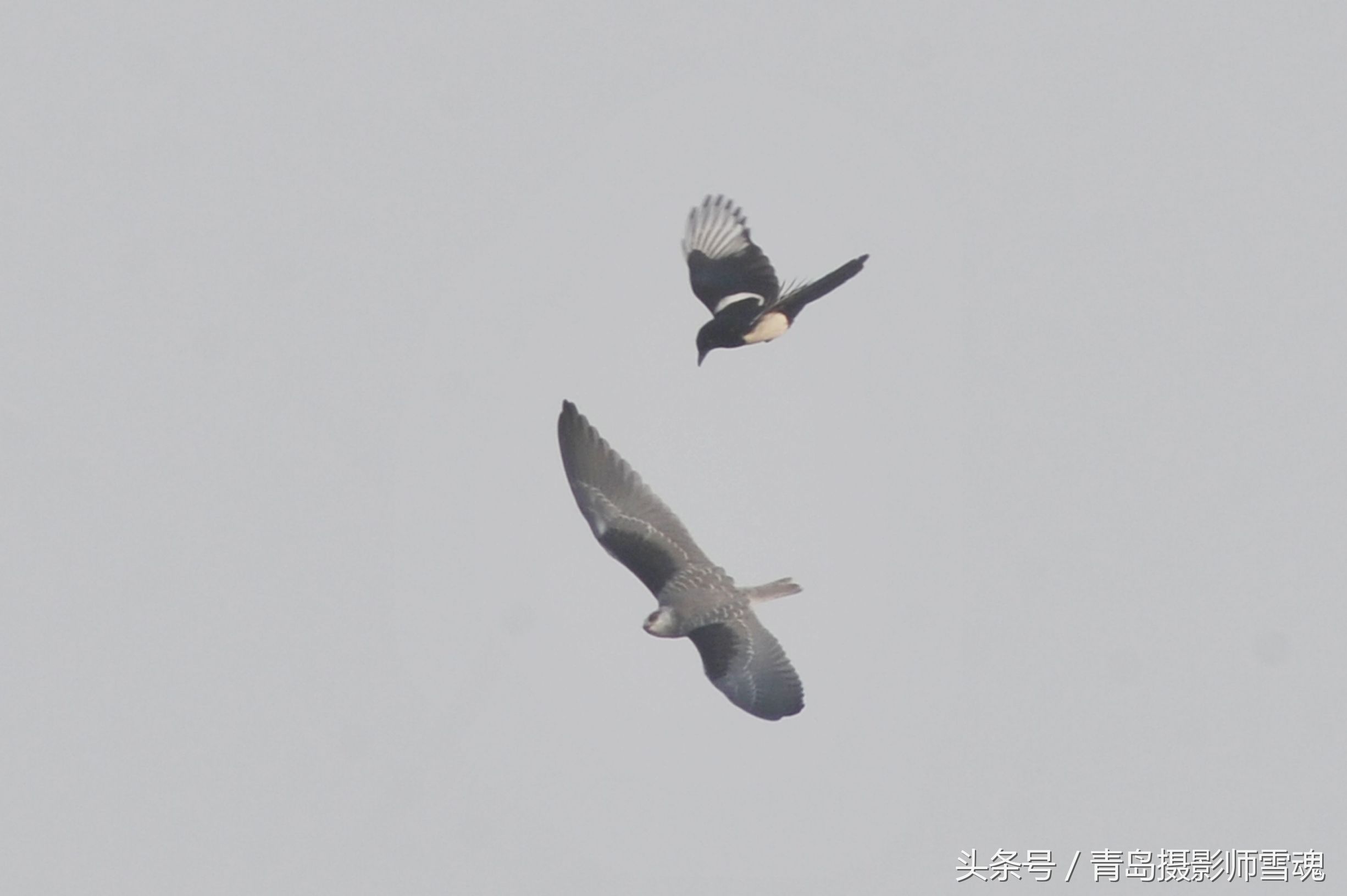 动物趣闻：候鸟湿地争抢食物 喜鹊大战黑翅鸢-第5张图片-大千世界