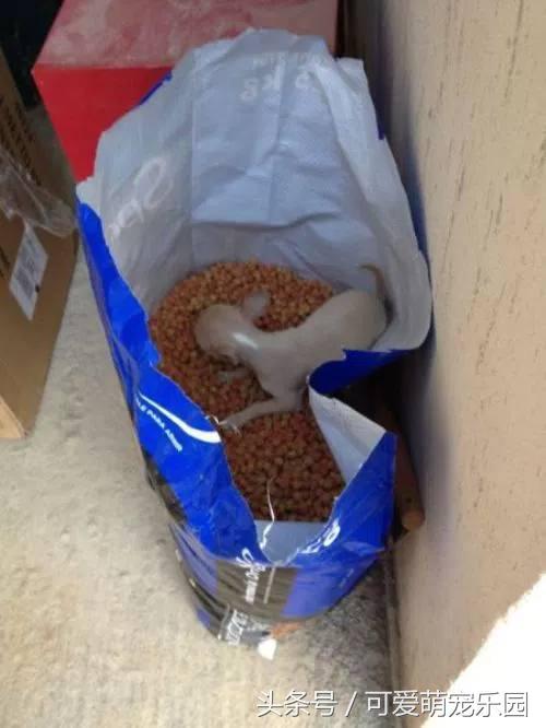 那些讓你一見就哇哦的可愛寵物們！