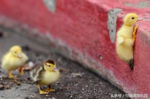 那些讓你一見就哇哦的可愛寵物們！