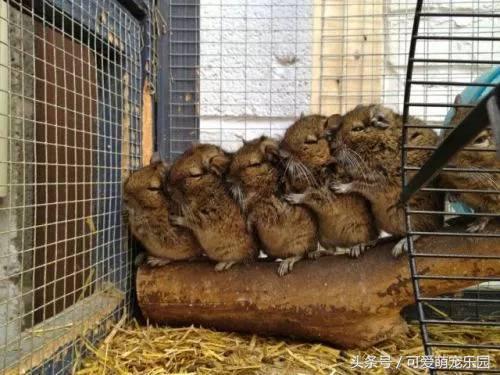 那些讓你一見就哇哦的可愛寵物們！