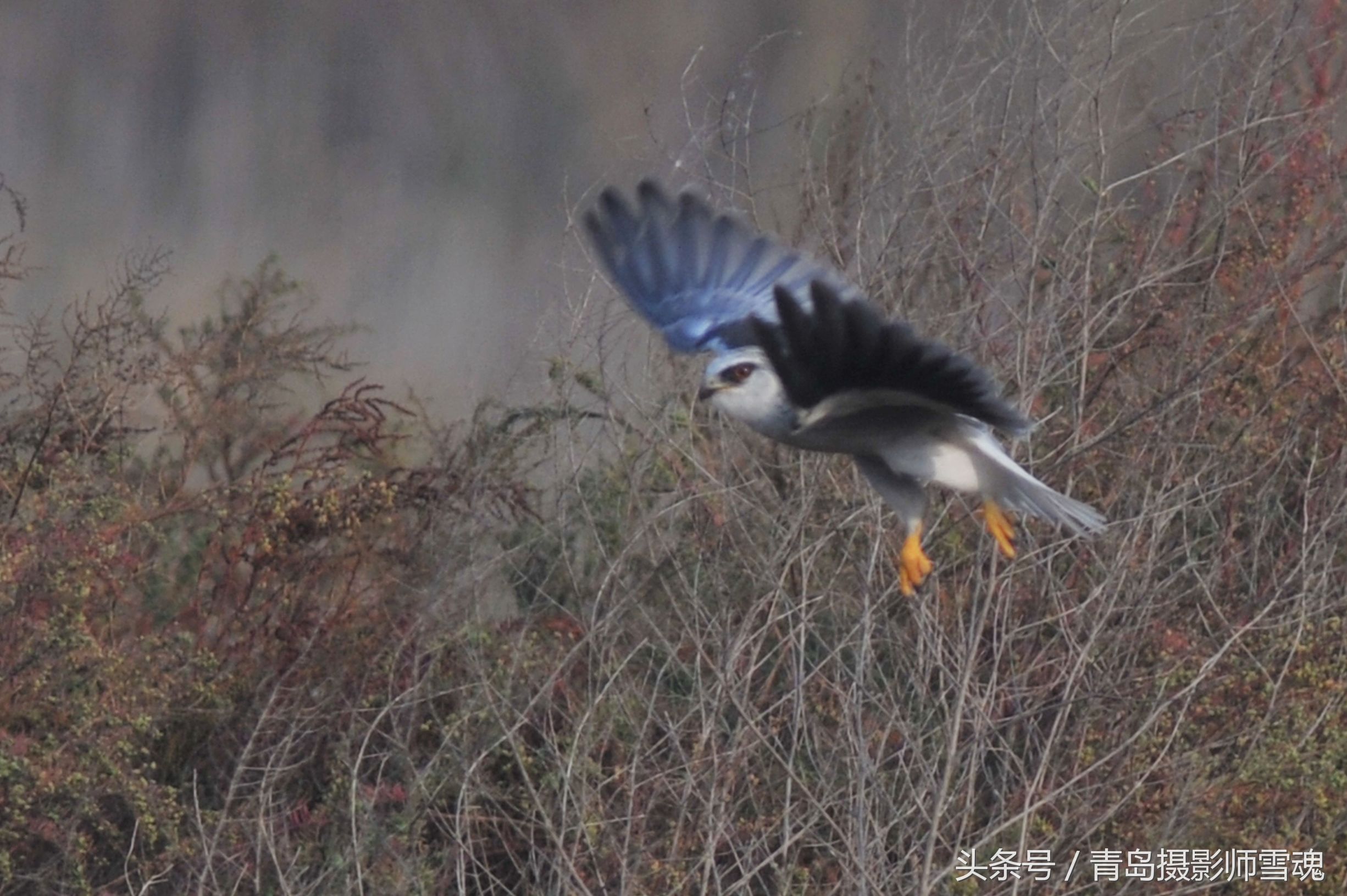 动物趣闻：候鸟湿地争抢食物 喜鹊大战黑翅鸢-第9张图片-大千世界