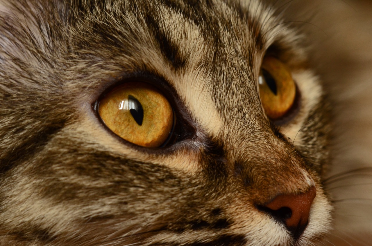 琥珀色眼睛的猫有着狼一般的能力，快去看看你们家是不是吧