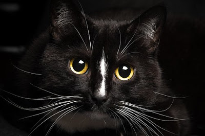 琥珀色眼睛的猫有着狼一般的能力，快去看看你们家是不是吧