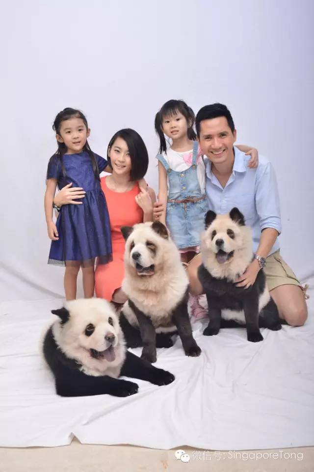 3只熊猫在新加坡的奢侈生活，住圣淘沙超大豪宅，享用最好食物！