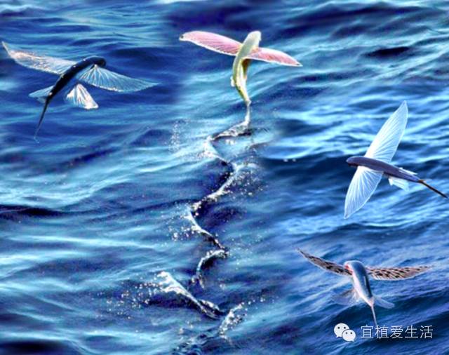《大鱼海棠》不是神话传说，真的有会飞的鱼耶！