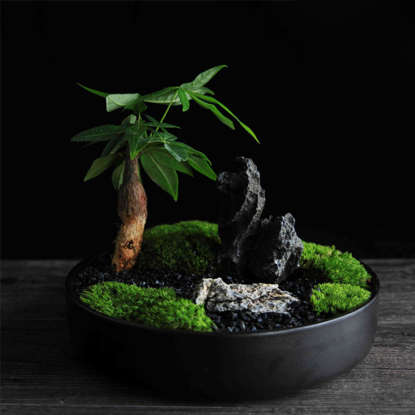 一草,一竹,一世界这样文竹微景观很适合放在茶室,书房,办公室