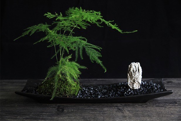 一草,一竹,一世界这样文竹微景观很适合放在茶室,书房,办公室