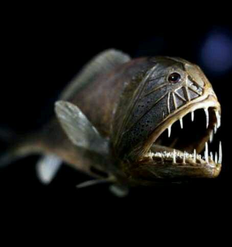 十大恐怖鱼类 你知道食人鱼排第几位吗？