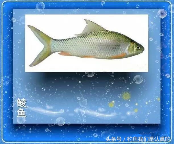 淡水鱼的种类淡水鱼的种类图片和名字